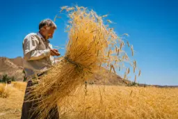 مردی کشاورز در یک مزرعه گندم زیر آسمان آبی در حال بسته‌بندی خوشه‌های گندم طلایی است.