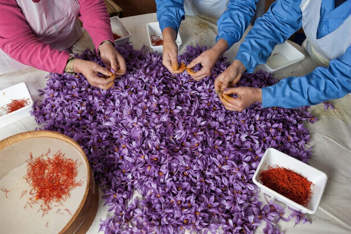 چگونه قطع اینترنت بازار زعفران را از ایران گرفت؟