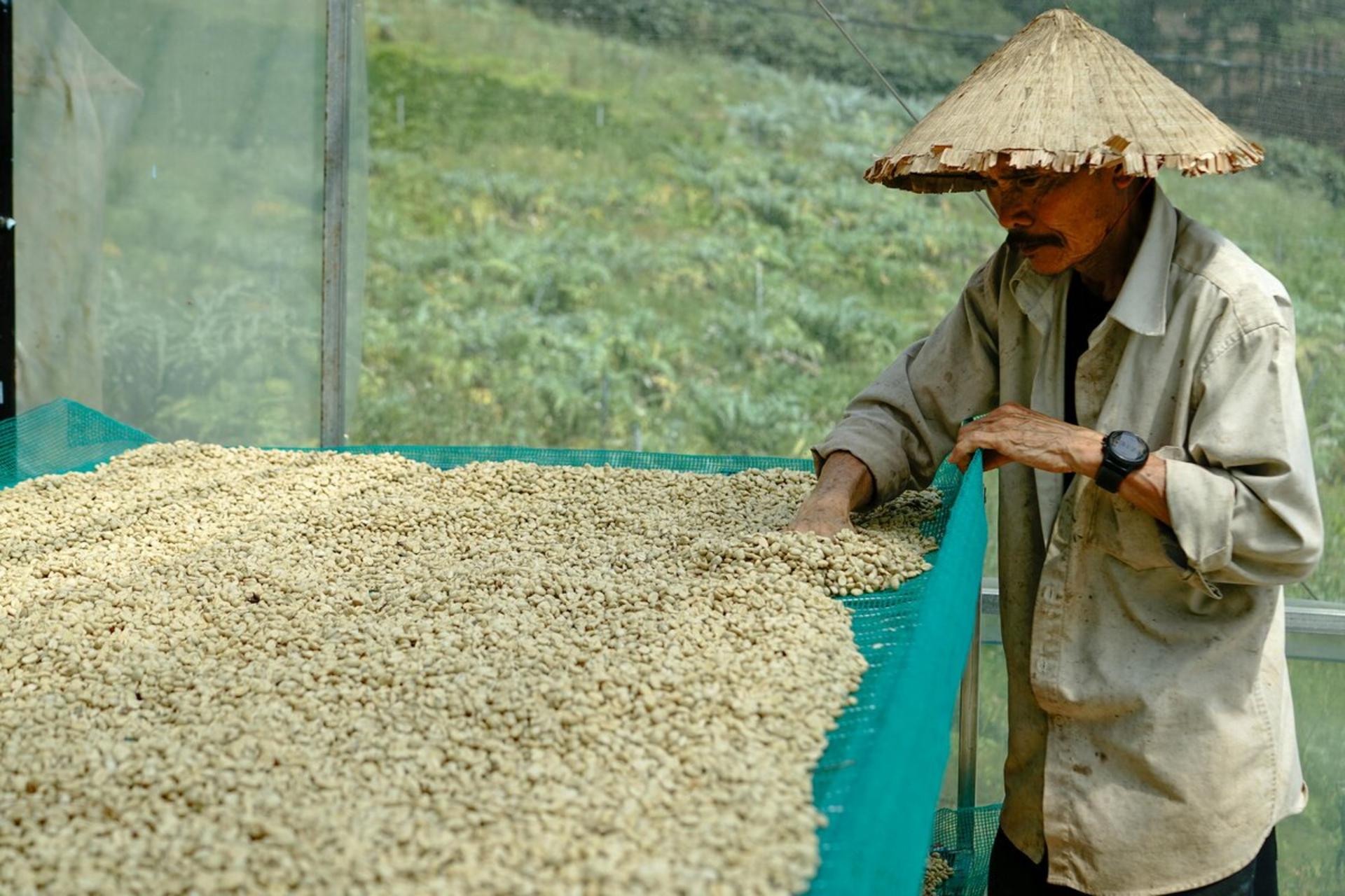کشاورز ویتنامی در حال جداسازی دانه‌های قهوه در مزرعه ارگانیک